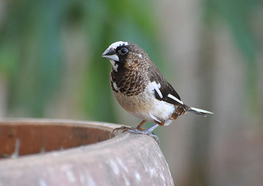 society finch