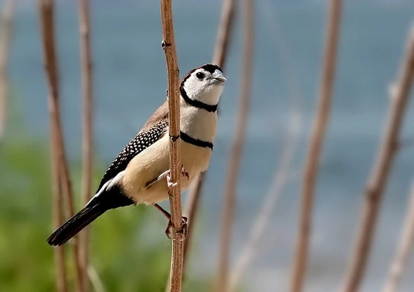 Owl Finch