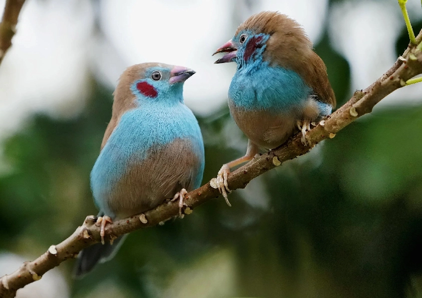 Blue Cardon Finch