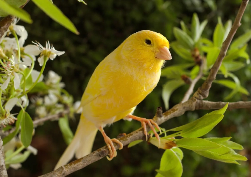 Canary Finch