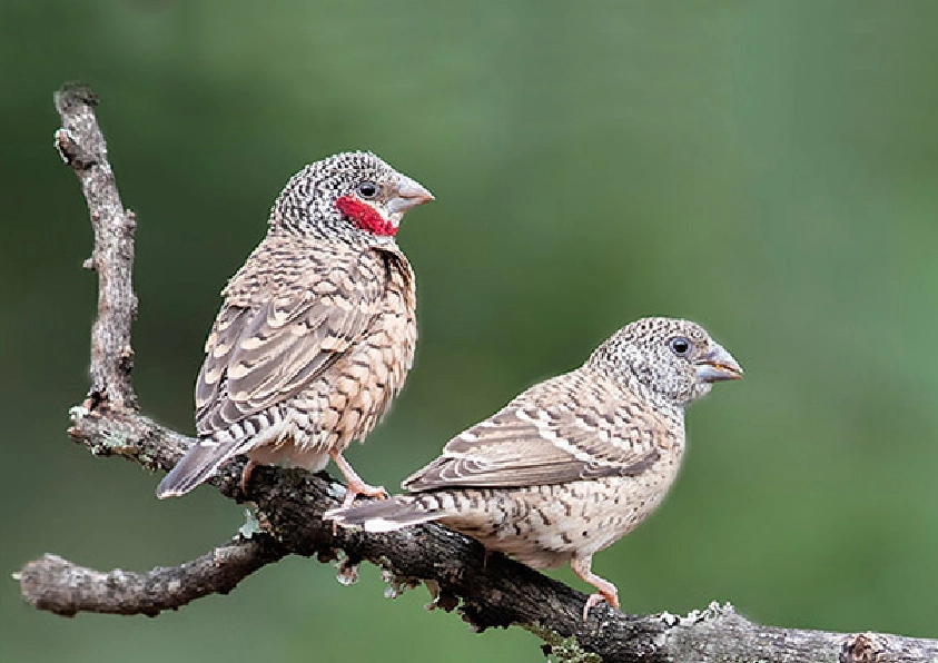 Cut Throat Finch