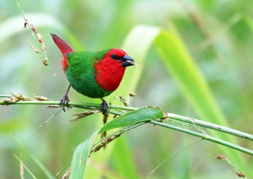 Parrot Finch
