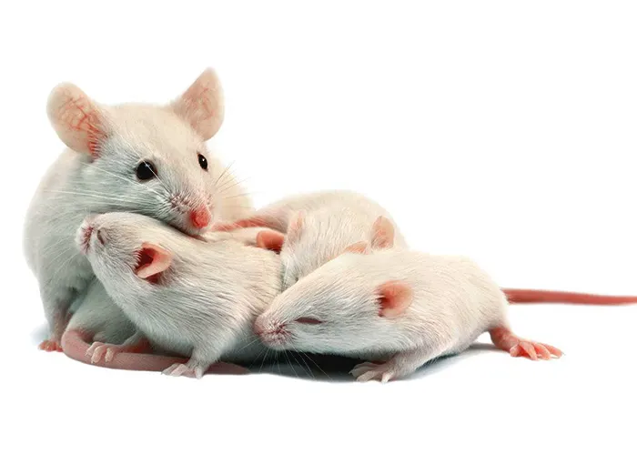 Fancy-Mouse
