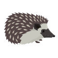 Hedgehogs