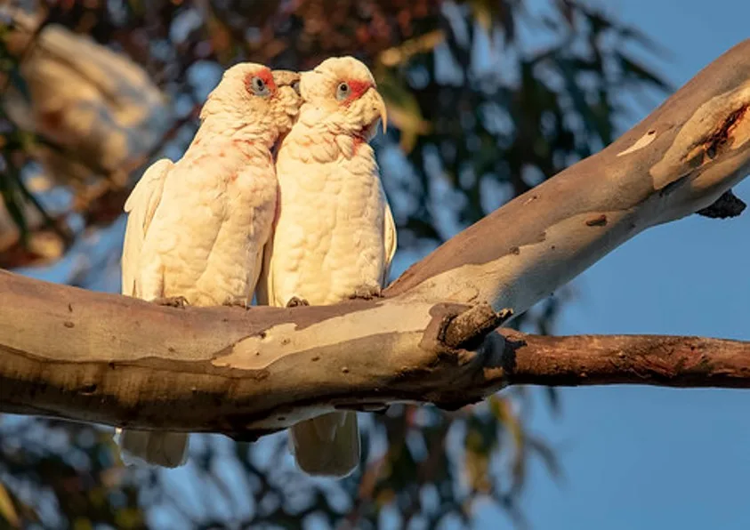 long corella