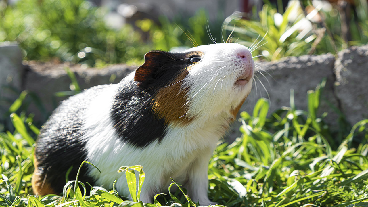 Americn Guinea Pig sale price in india