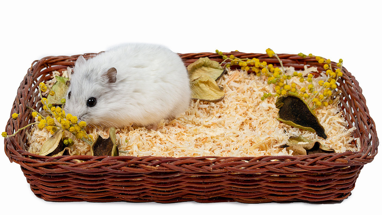 Chinese Dwarf Hamster sale price in india