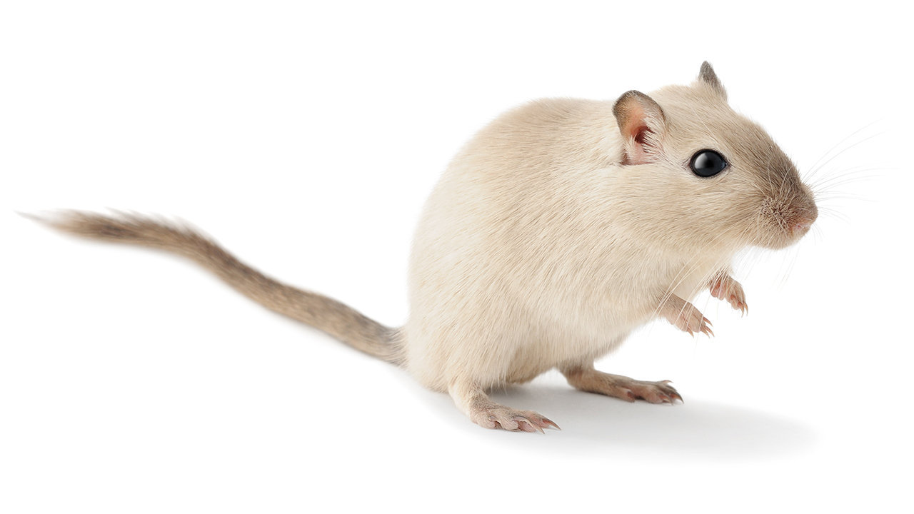 Mongolian Gerbils sale price in india