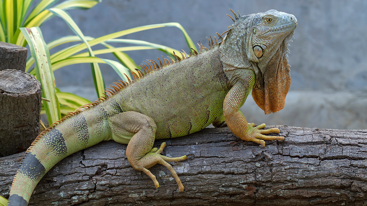 Iguana sale price in india