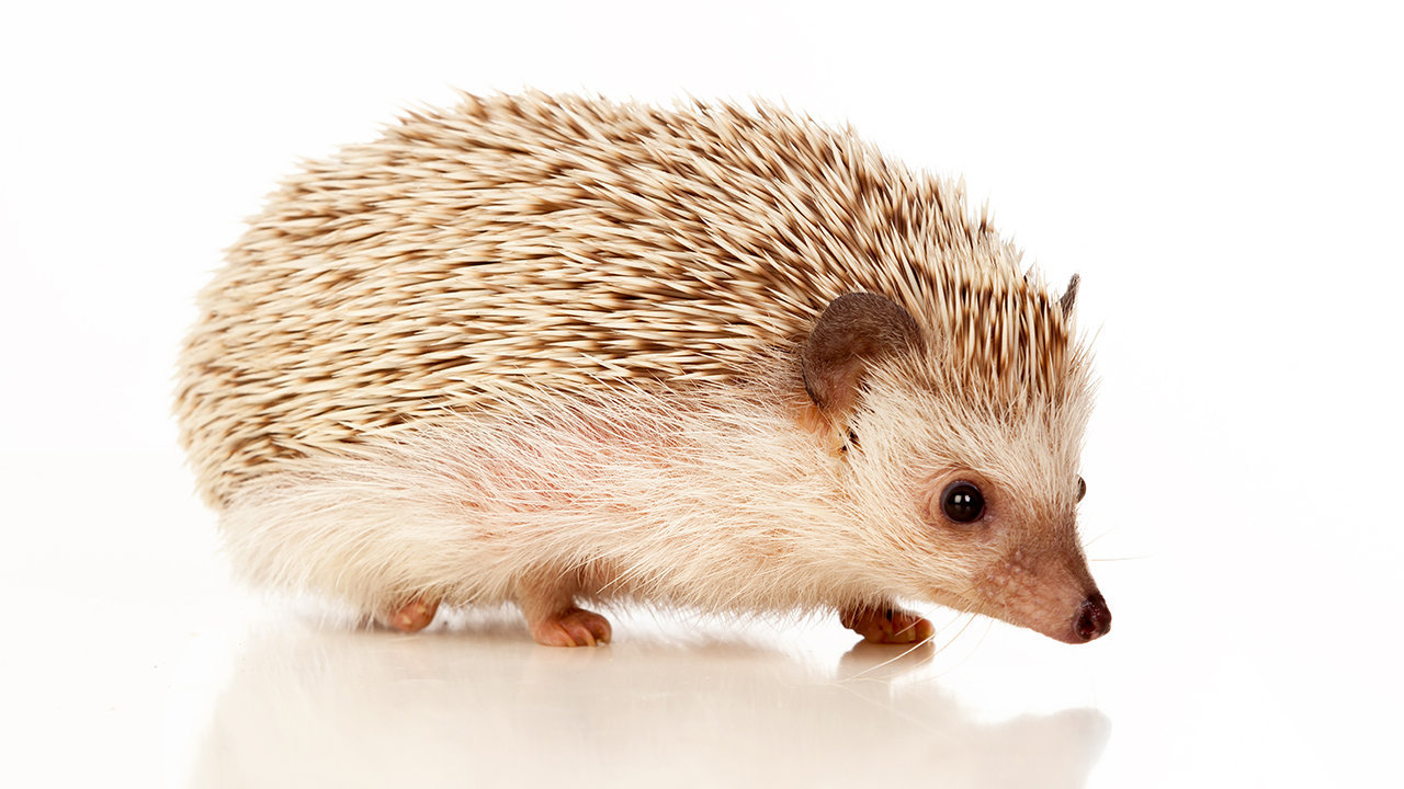 Albino Hedgehog sale price in india