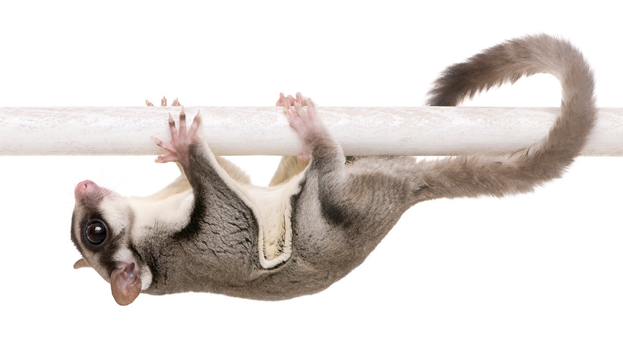 Sugar Gliders sale price in india