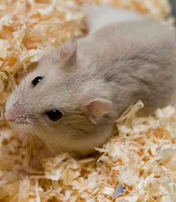 Hamster, Gerbils Bedding